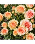 Spray Rose Isis